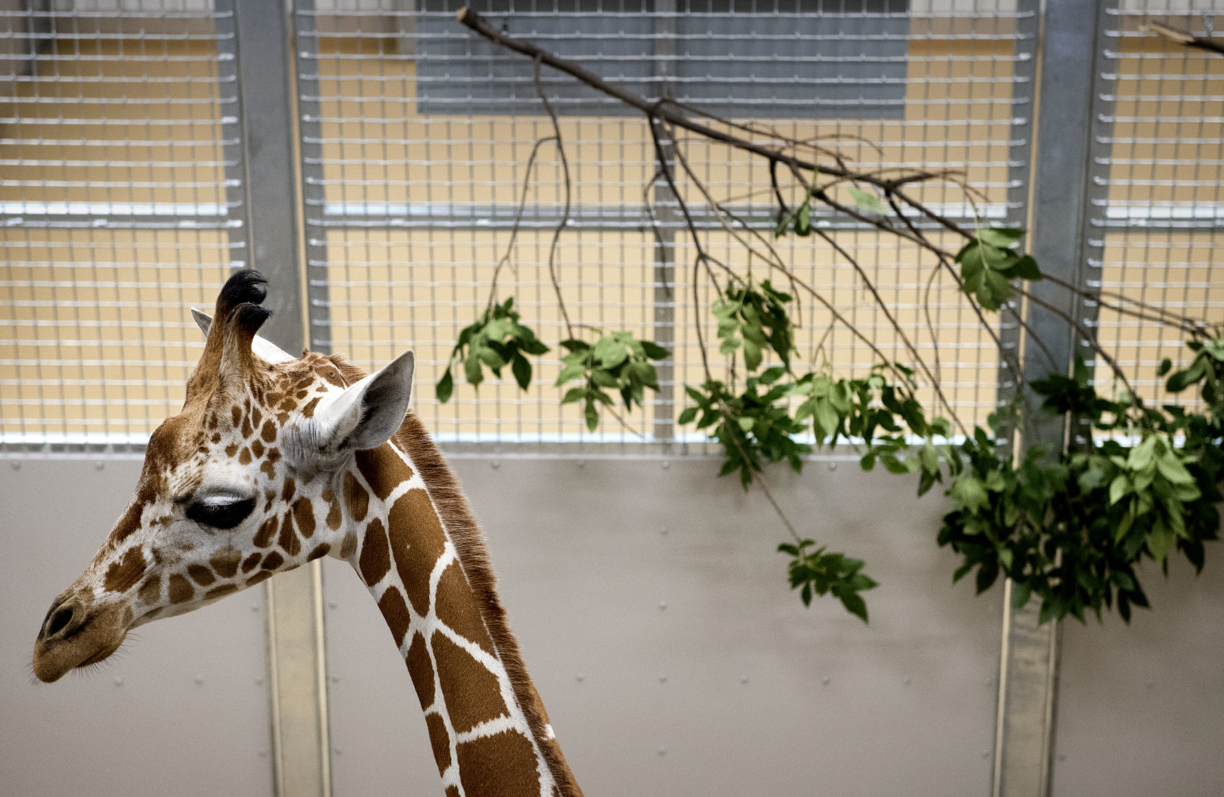 New Zoo Giraffe, 9.4.18